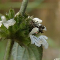 Leucas marrubioides Desf.